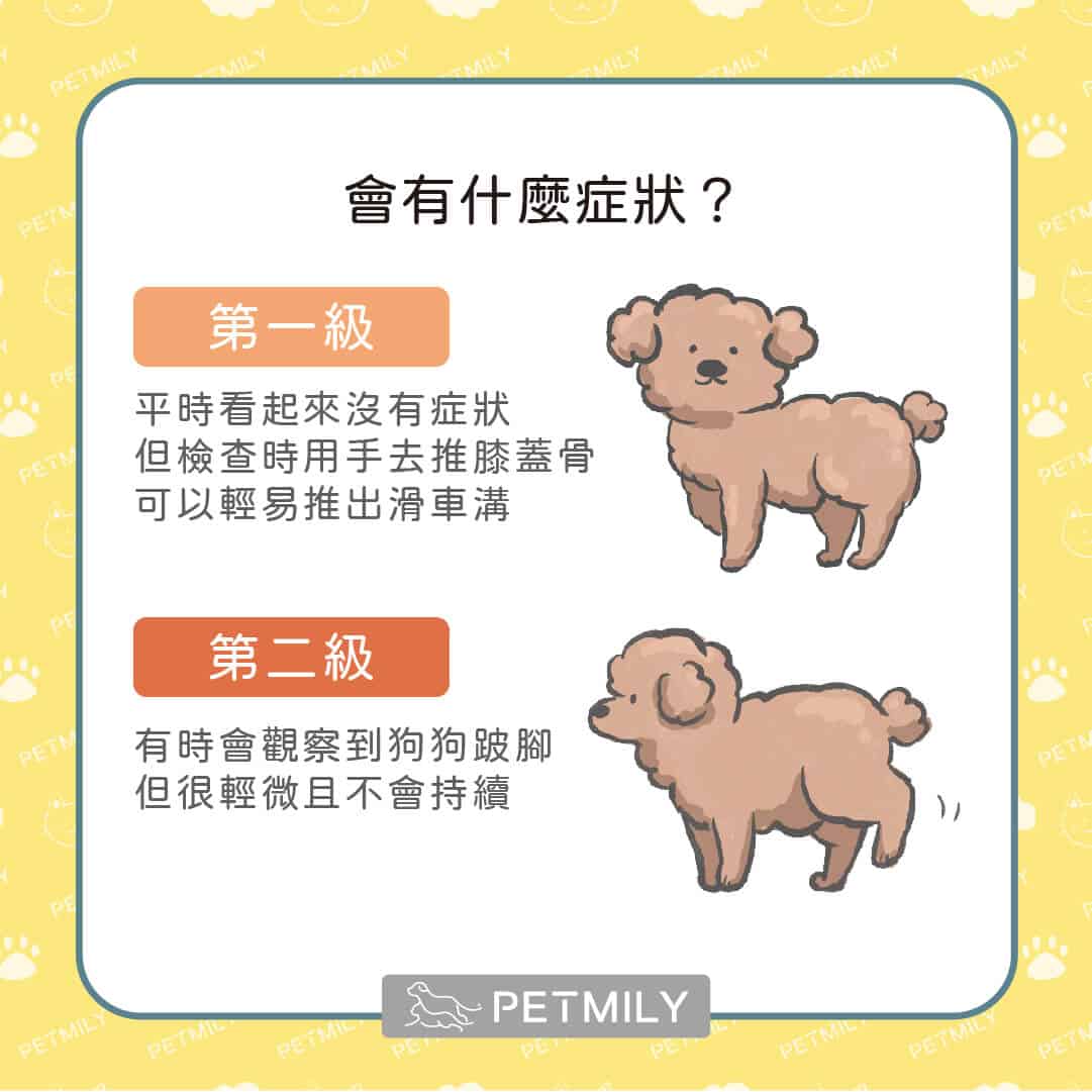 狗狗跛腳怎麼辦？膝關節易位症4大重點一次掌握！