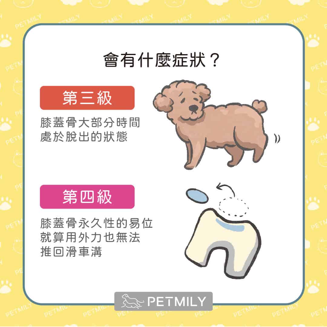 狗狗跛腳怎麼辦？膝關節易位症4大重點一次掌握！