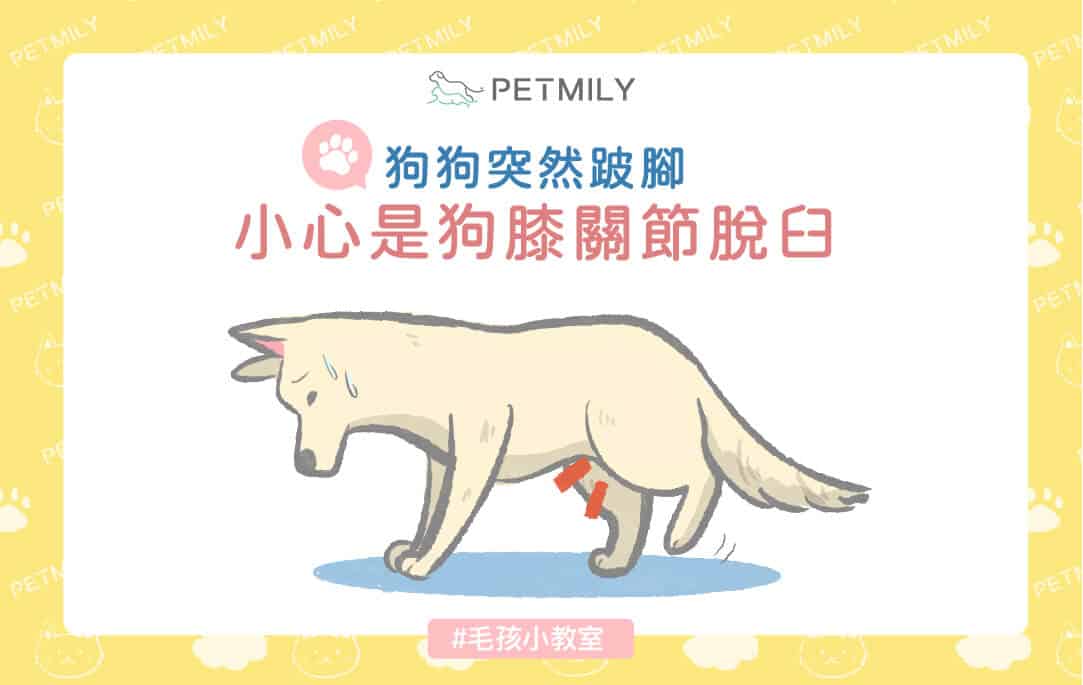 狗狗跛腳怎麼辦？膝關節易位症4大重點一次掌握！