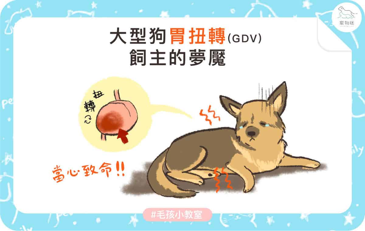 大型犬高風險！狗胃扭轉(GDV)5大症狀與預防重點一次看懂！