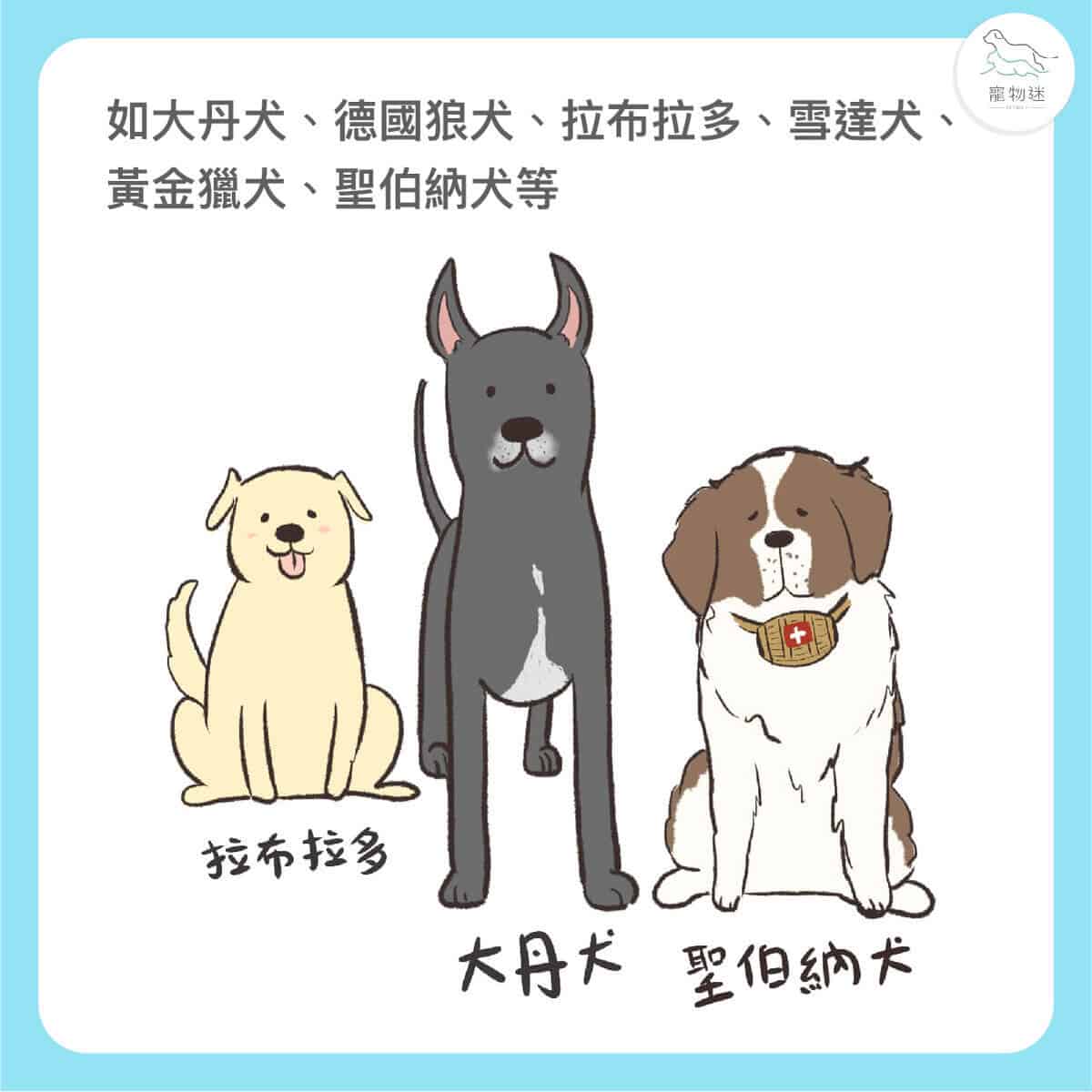 大型犬高風險！狗胃扭轉(GDV)5大症狀與預防重點一次看懂！