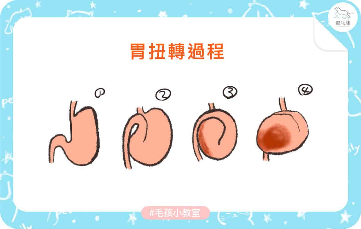 大型犬高風險！狗胃扭轉(GDV)5大症狀與預防重點一次看懂！