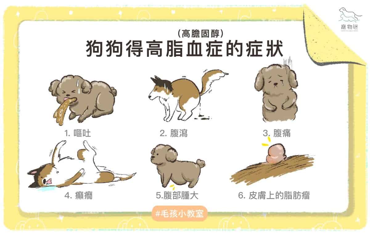 狗狗高膽固醇怎麼辦？掌握高脂血症的4大原因與4種保養方式！