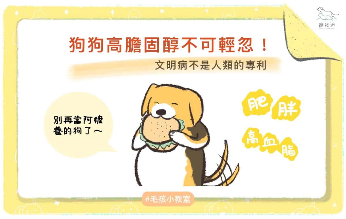 狗狗高膽固醇怎麼辦？掌握高脂血症的4大原因與4種保養方式！