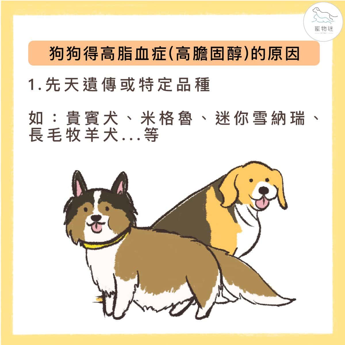 狗狗高膽固醇怎麼辦？掌握高脂血症的4大原因與4種保養方式！