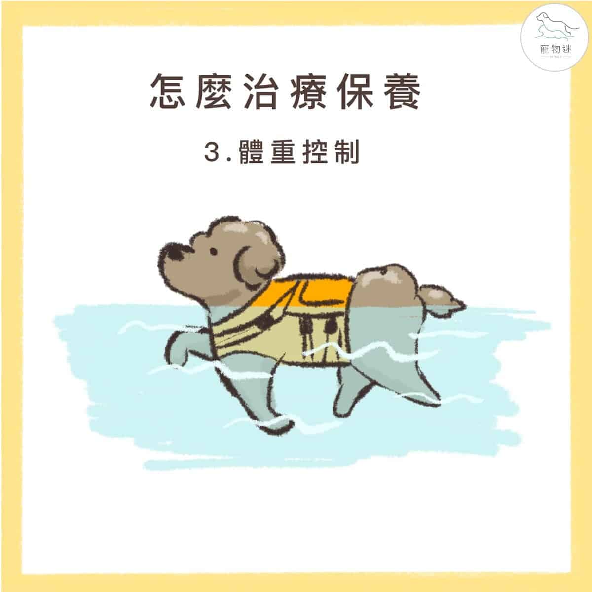狗狗高膽固醇怎麼辦？掌握高脂血症的4大原因與4種保養方式！