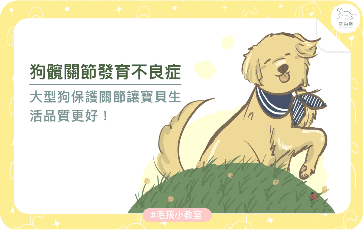 大型犬常見關節問題：狗狗髖關節發育不良的5大重點照護方式！