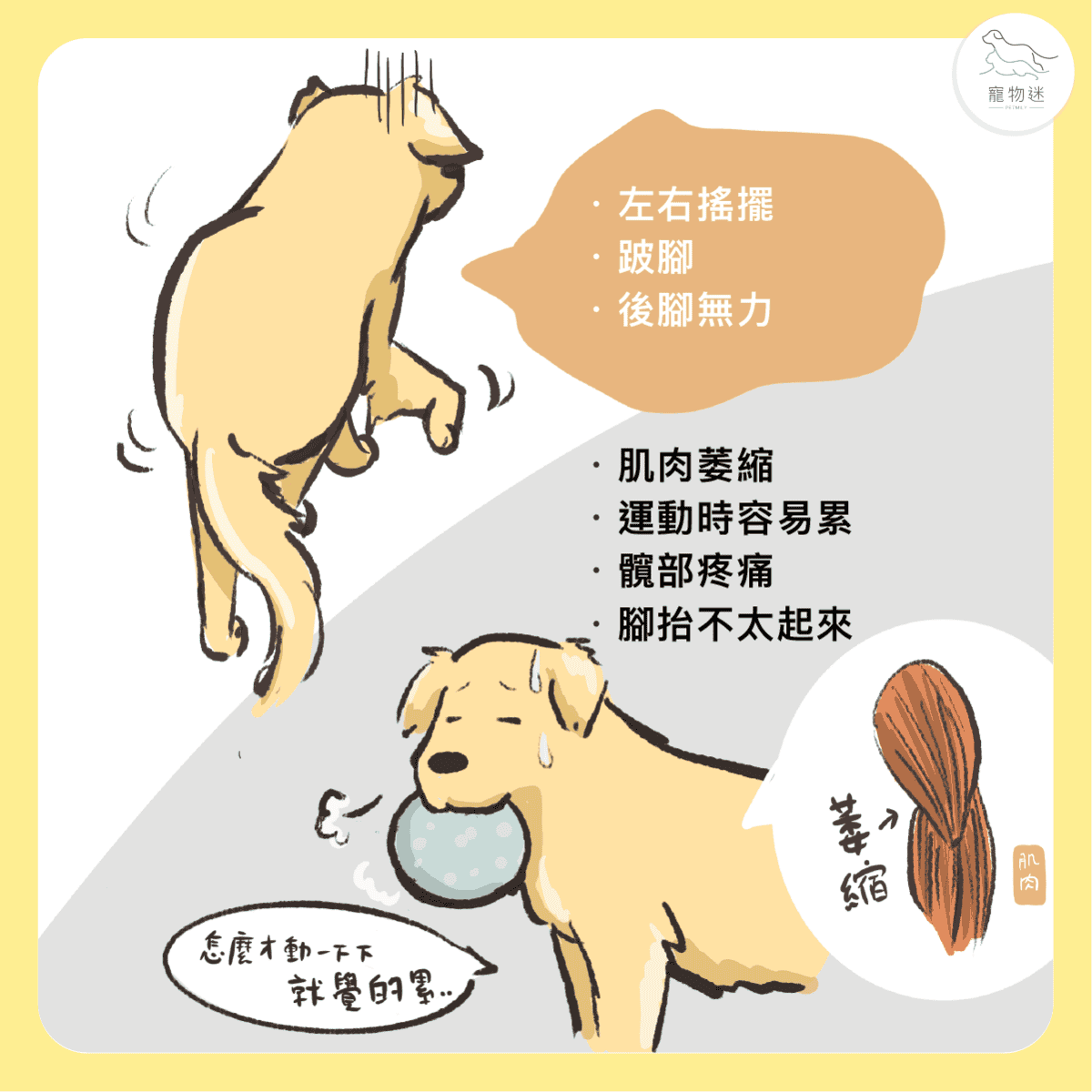 大型犬常見關節問題：狗狗髖關節發育不良的5大重點照護方式！