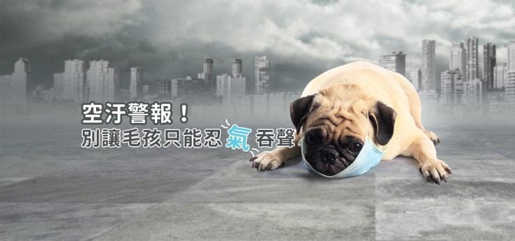 空汙傷害毛孩？4招守護寵物呼吸健康＋寵物險補充攻略！