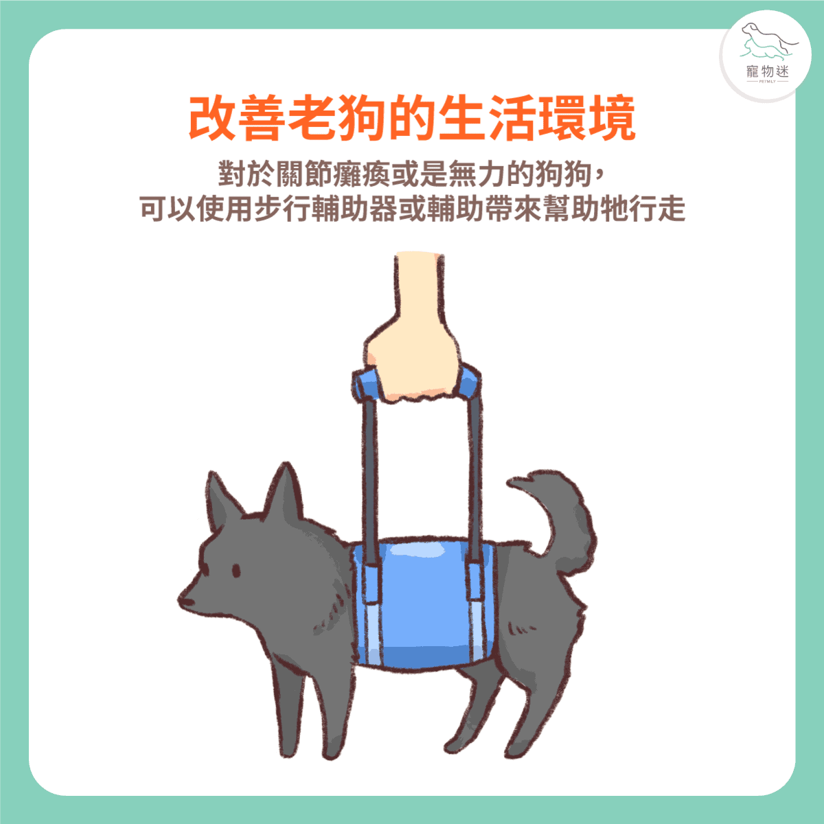 老狗照顧8大居家環境改善建議，打造安心舒適的熟齡毛孩生活！
