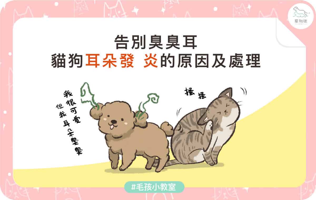 貓狗耳朵常見問題怎麼辦？3大耳炎原因＋居家護理3步驟一次看！