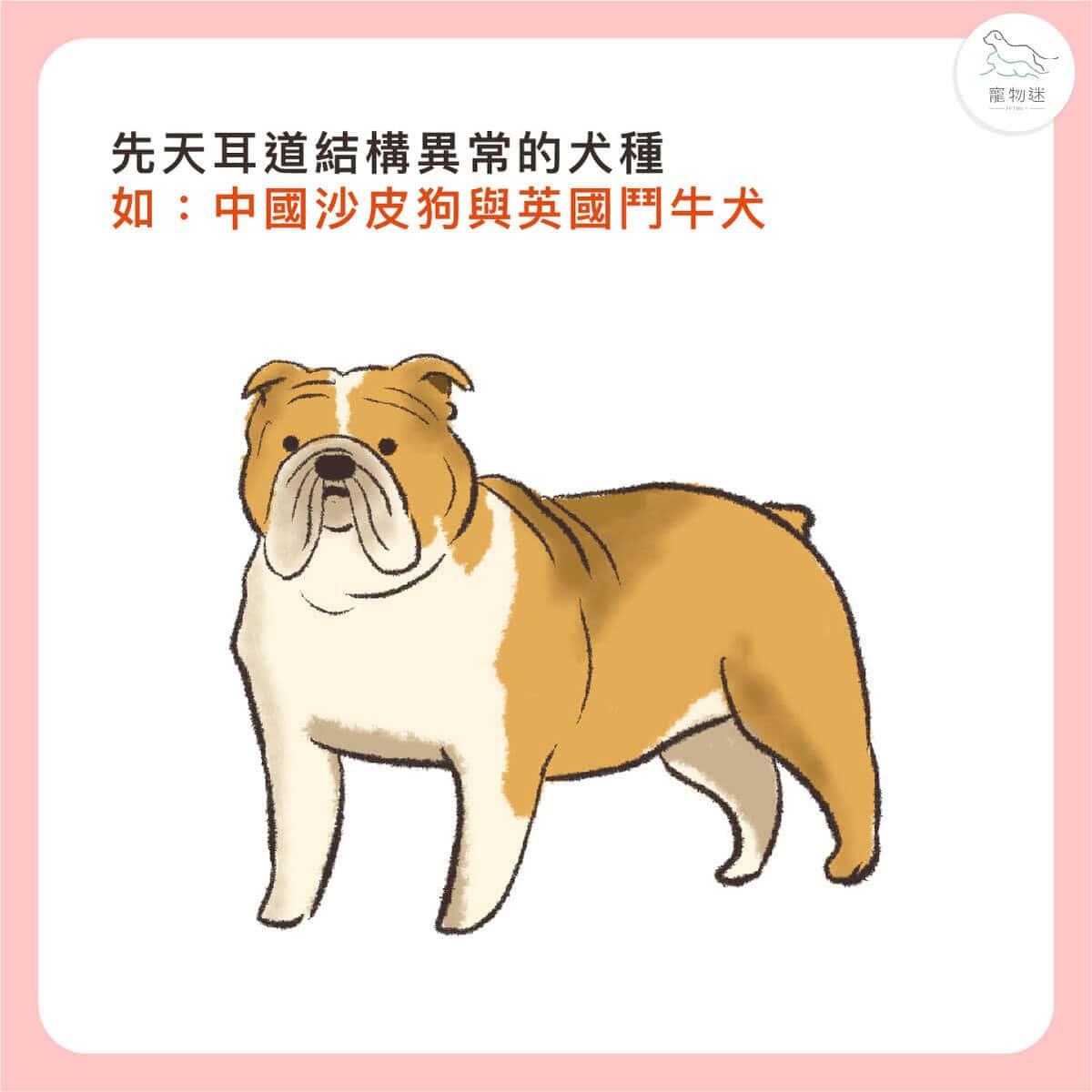 貓狗耳朵常見問題怎麼辦?3大耳炎原因+居家護理3步驟一次看! 4 貓狗耳朵常見問題怎麼辦?3大耳炎原因+居家護理3步驟一次看!