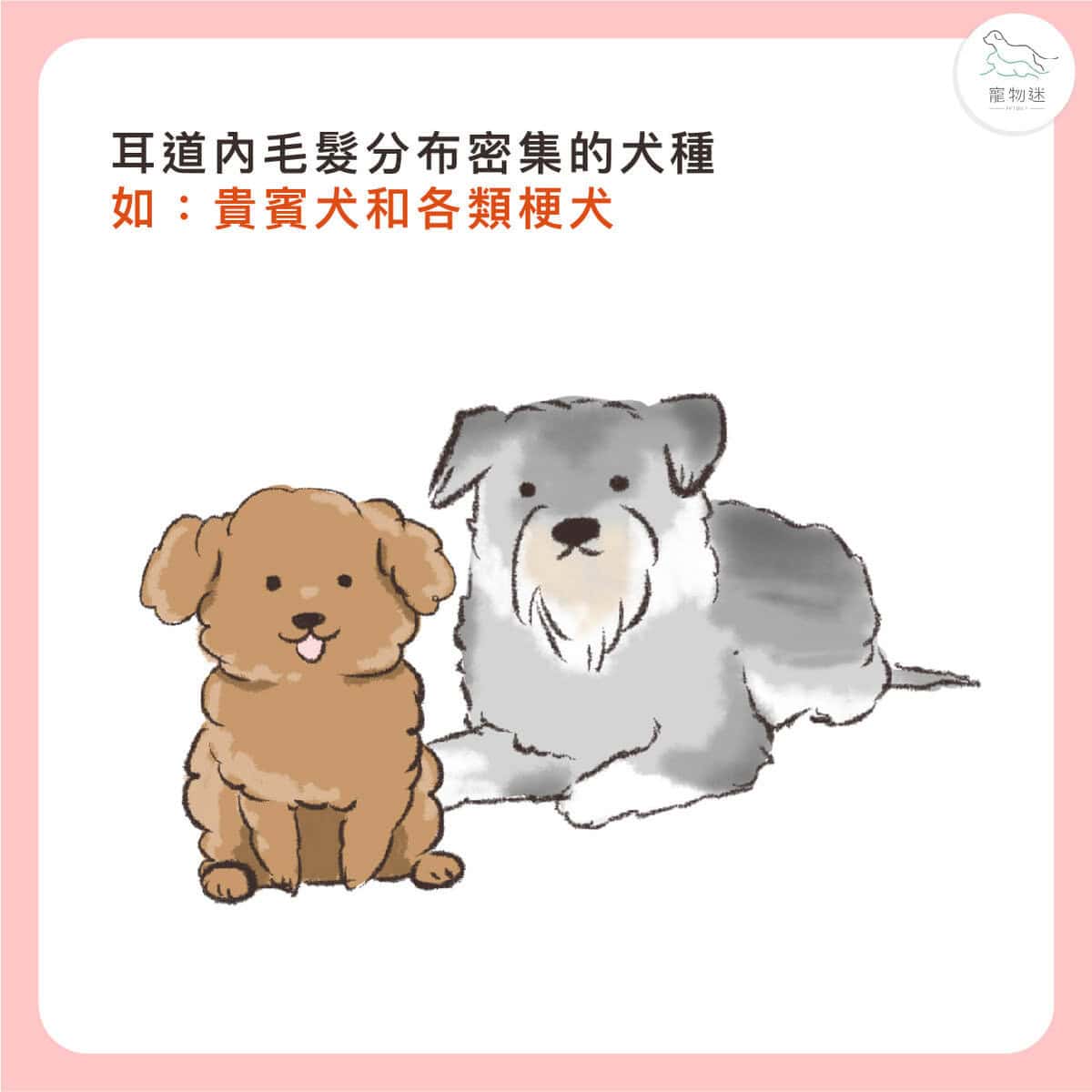 貓狗耳朵常見問題怎麼辦?3大耳炎原因+居家護理3步驟一次看! 5 貓狗耳朵常見問題怎麼辦?3大耳炎原因+居家護理3步驟一次看!