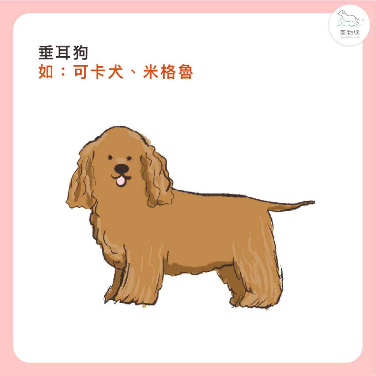 貓狗耳朵常見問題怎麼辦?3大耳炎原因+居家護理3步驟一次看! 6 貓狗耳朵常見問題怎麼辦?3大耳炎原因+居家護理3步驟一次看!