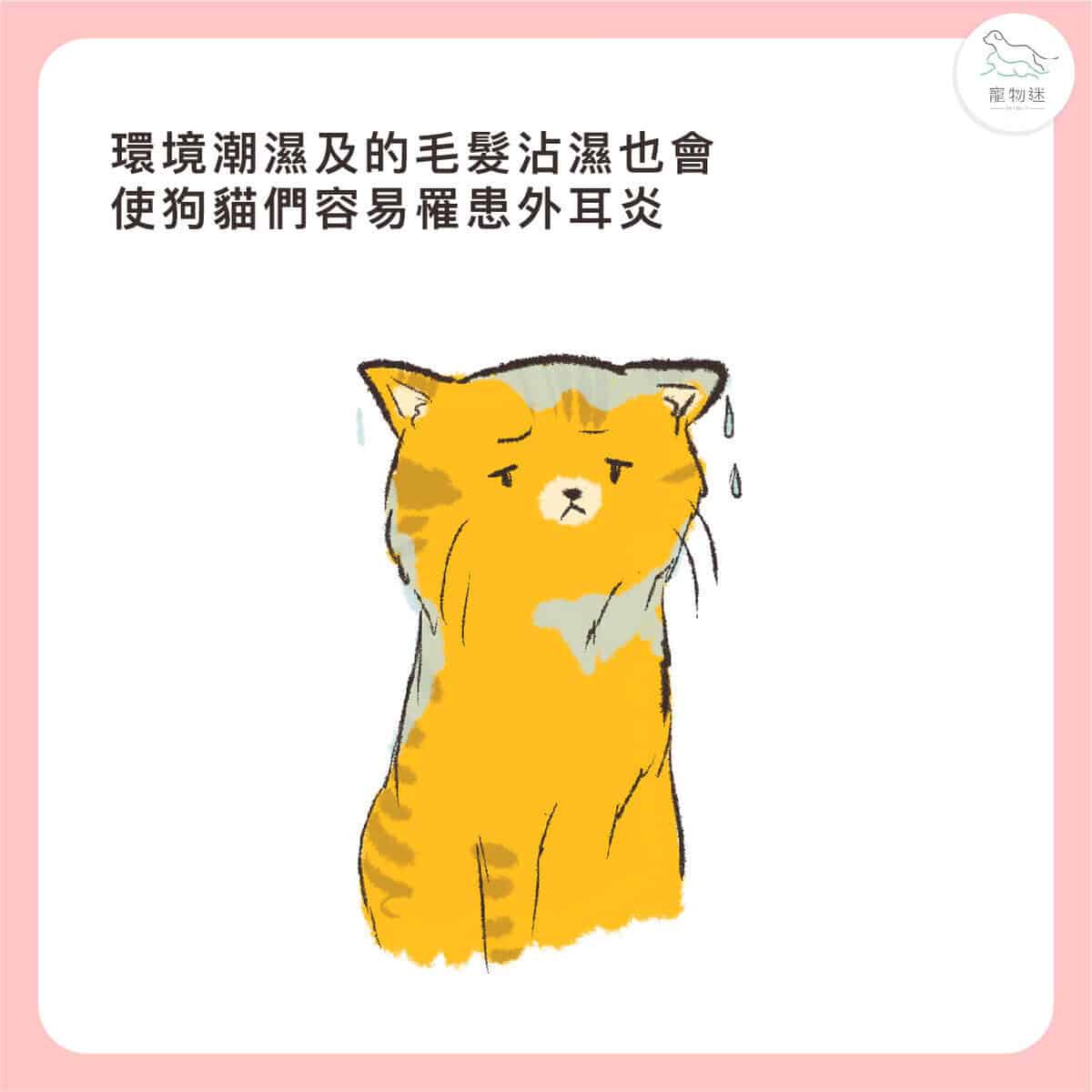 貓狗耳朵常見問題怎麼辦?3大耳炎原因+居家護理3步驟一次看! 7 貓狗耳朵常見問題怎麼辦?3大耳炎原因+居家護理3步驟一次看!