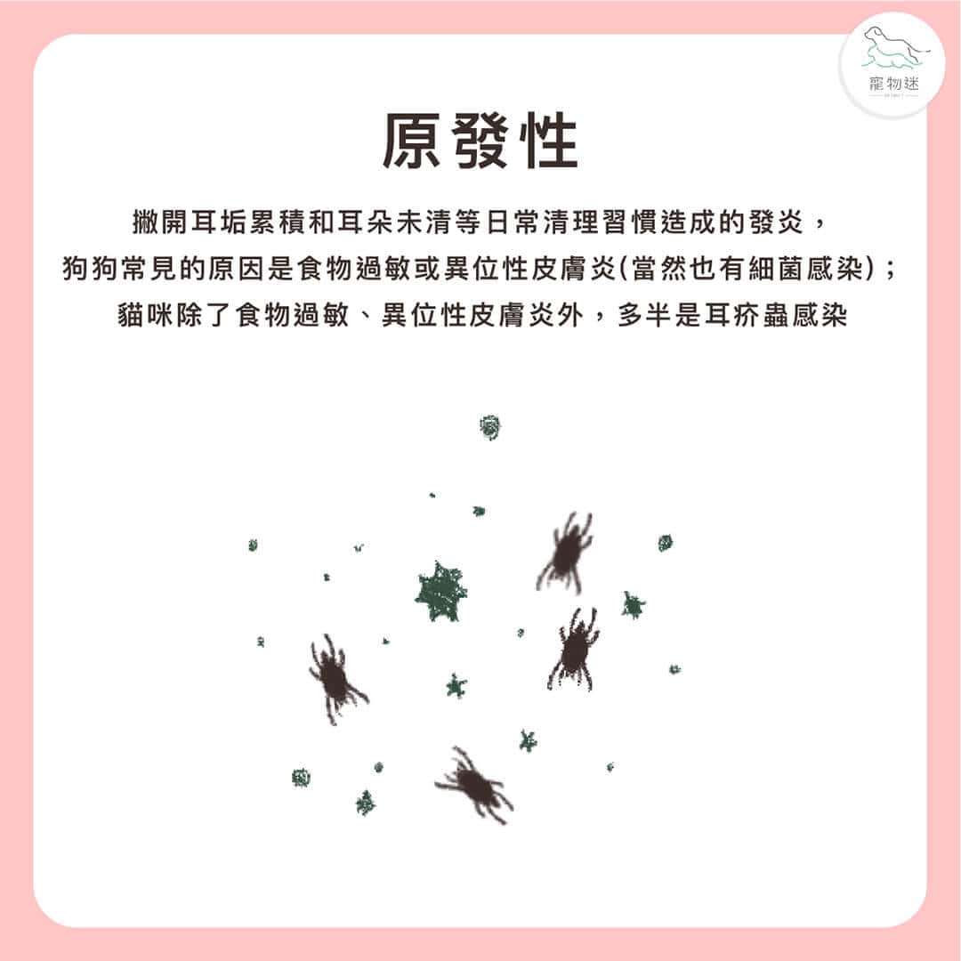 貓狗耳朵常見問題怎麼辦?3大耳炎原因+居家護理3步驟一次看! 1 貓狗耳朵常見問題怎麼辦?3大耳炎原因+居家護理3步驟一次看!