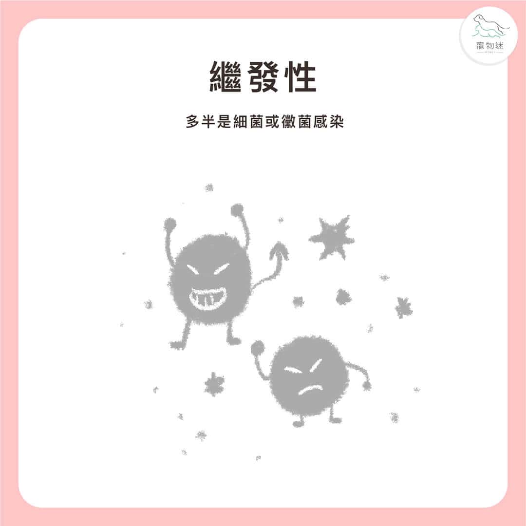 貓狗耳朵常見問題怎麼辦?3大耳炎原因+居家護理3步驟一次看! 2 貓狗耳朵常見問題怎麼辦?3大耳炎原因+居家護理3步驟一次看!