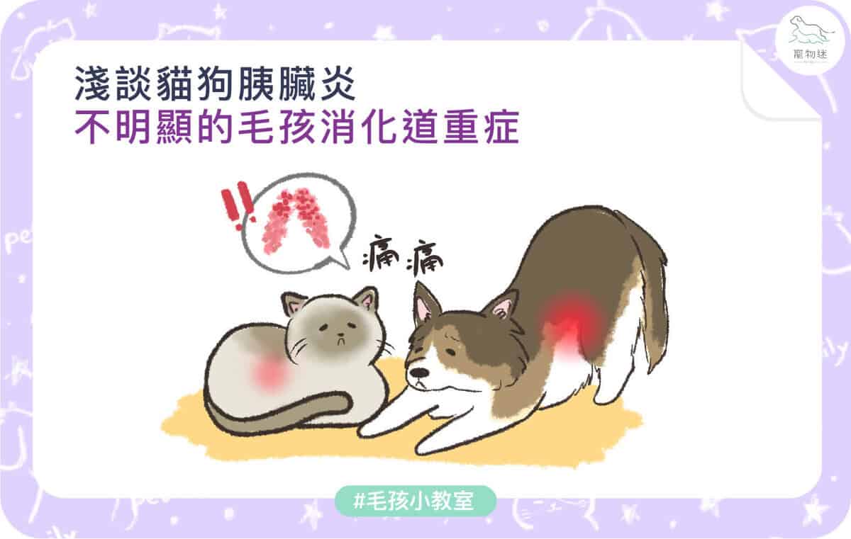 貓狗胰臟炎懶人包｜4大症狀＋治療方法，飼主一定要懂！