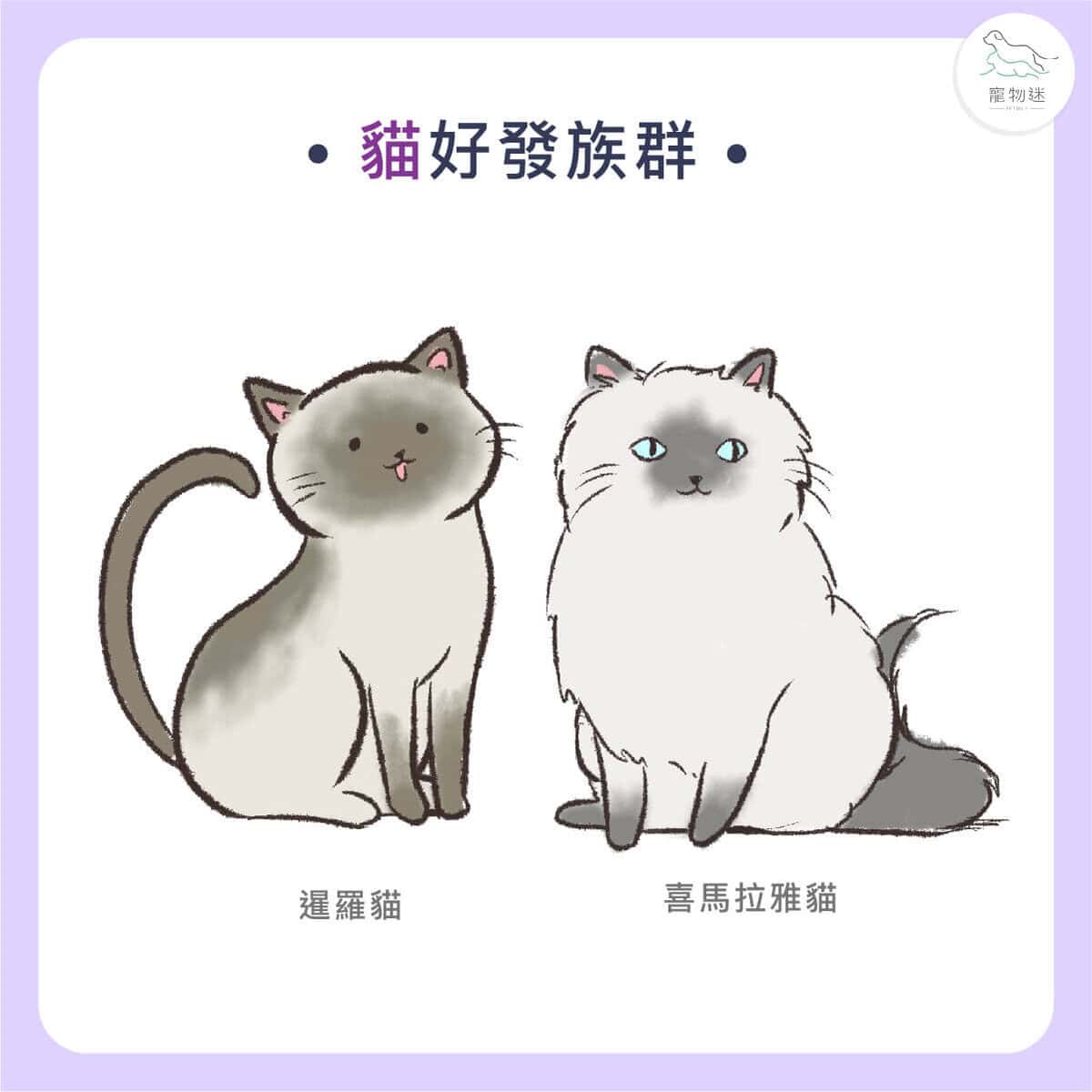 貓狗胰臟炎懶人包｜4大症狀＋治療方法，飼主一定要懂！