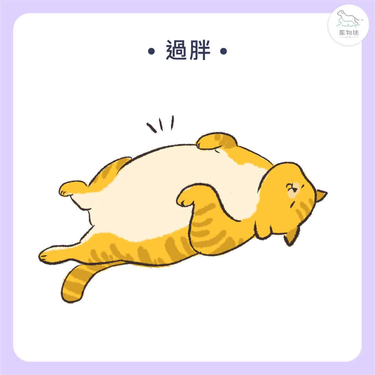 貓狗胰臟炎懶人包｜4大症狀＋治療方法，飼主一定要懂！