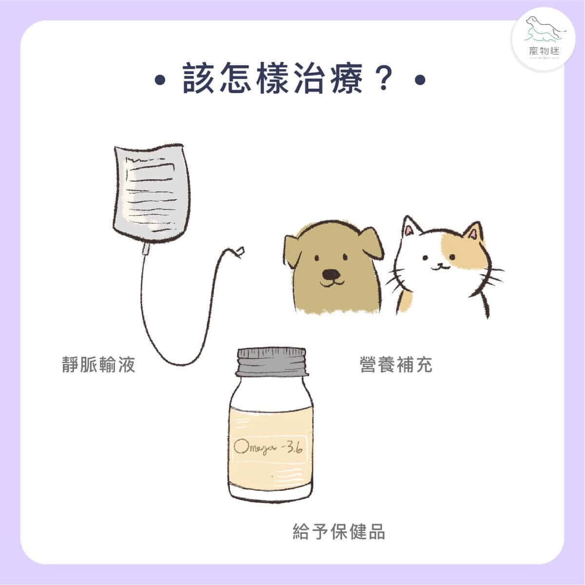貓狗胰臟炎懶人包｜4大症狀＋治療方法，飼主一定要懂！