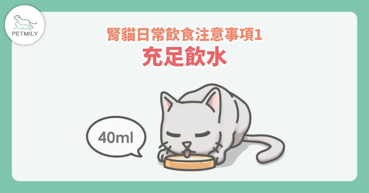 貓咪腎臟照護飲食怎麼選？4個日常注意事項陪牠走得更遠～