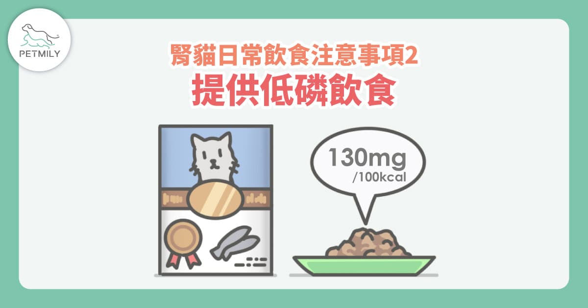 貓咪腎臟照護飲食怎麼選？4個日常注意事項陪牠走得更遠～