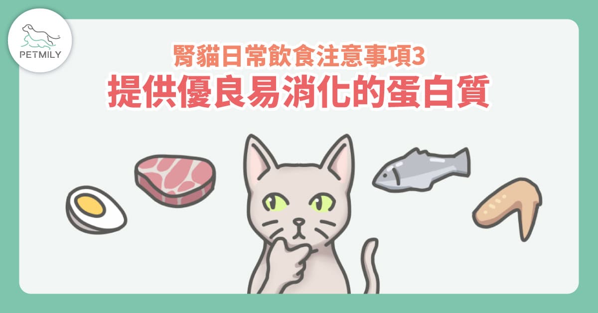 貓咪腎臟照護飲食怎麼選？4個日常注意事項陪牠走得更遠～