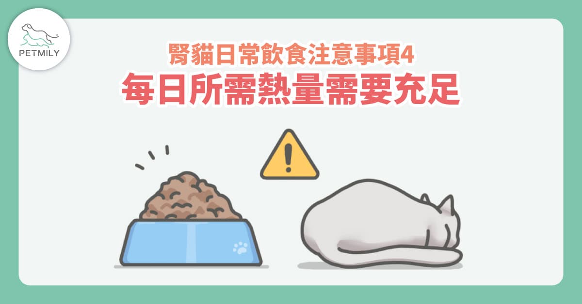 貓咪腎臟照護飲食怎麼選？4個日常注意事項陪牠走得更遠～