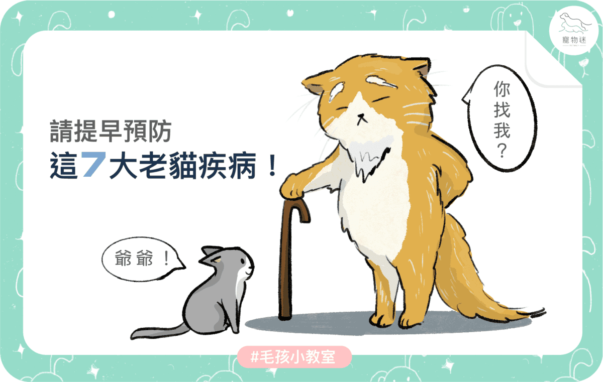 請提早預防這７大老貓疾病！