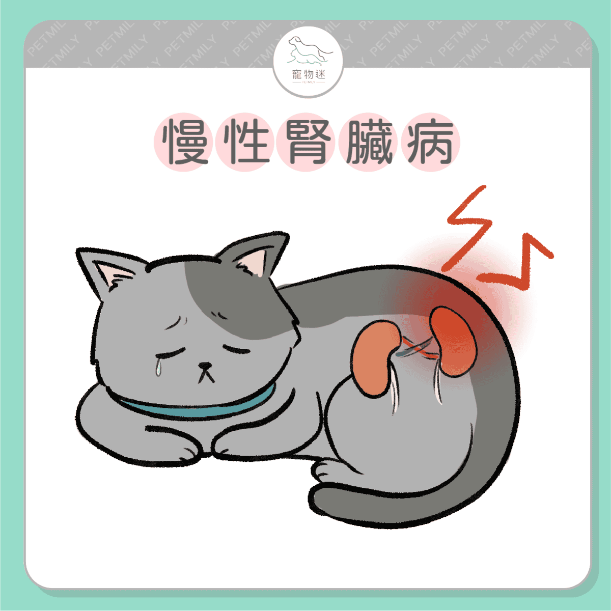 請提早預防這７大老貓疾病！