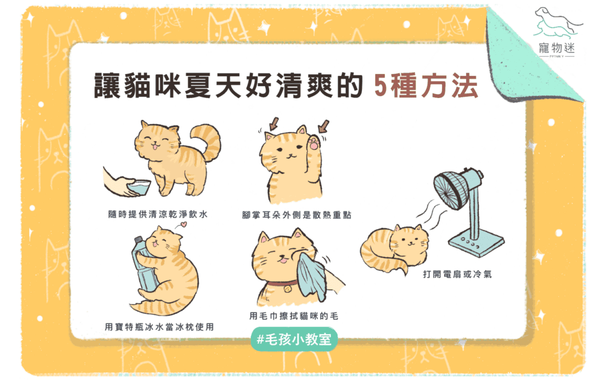怕貓貓中暑 ，快用這5招讓牠保持涼快！