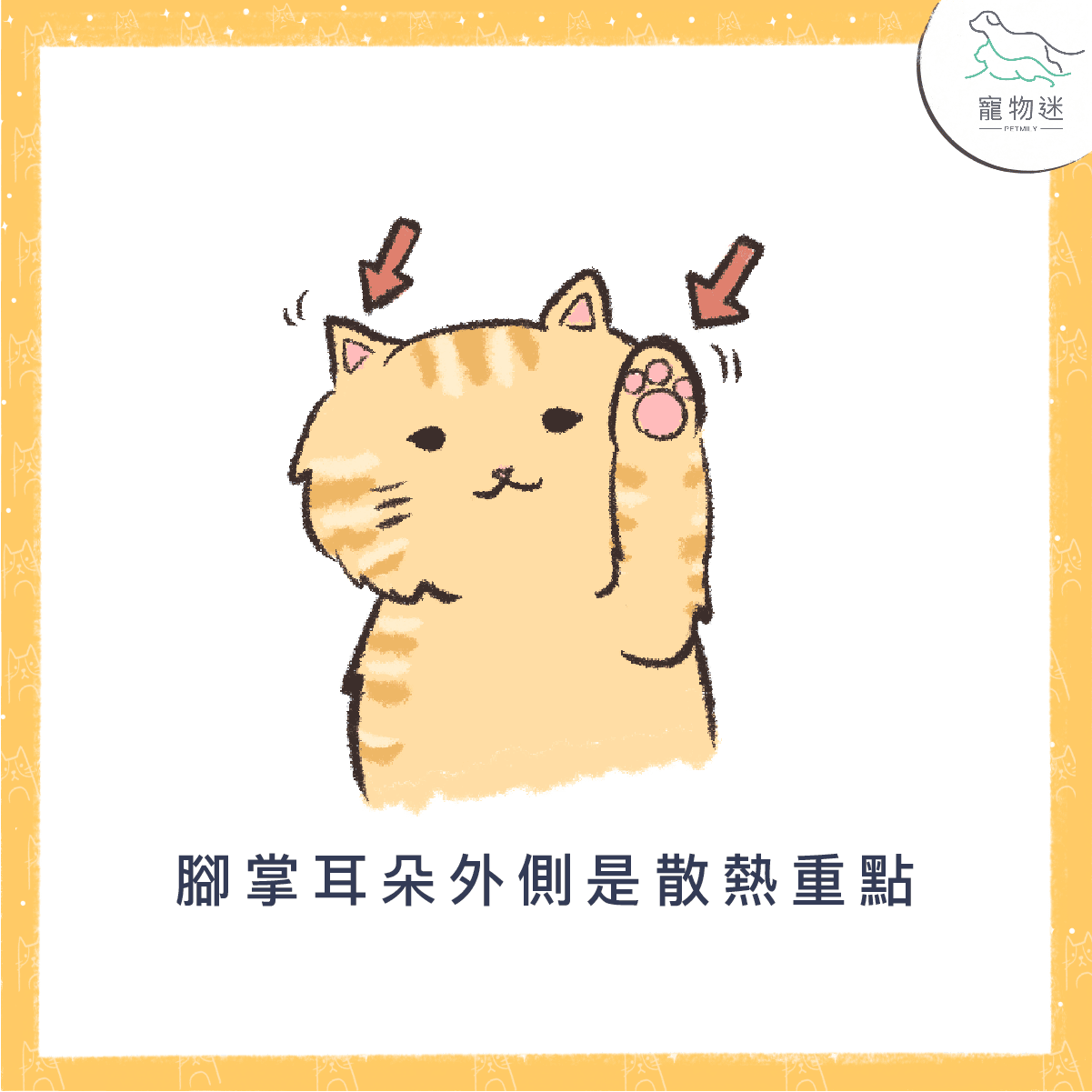 怕貓貓中暑 ，快用這5招讓牠保持涼快！