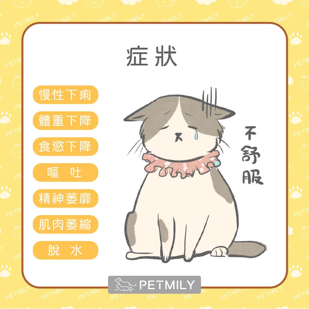 貓主子長期上吐下瀉嗎？快來了解貓咪慢性腸道炎症（IBD）7大症狀與5大照護方法！