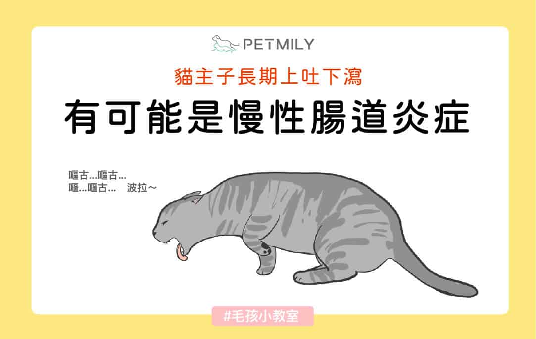 貓主子長期上吐下瀉嗎？快來了解貓咪慢性腸道炎症（IBD）7大症狀與5大照護方法！
