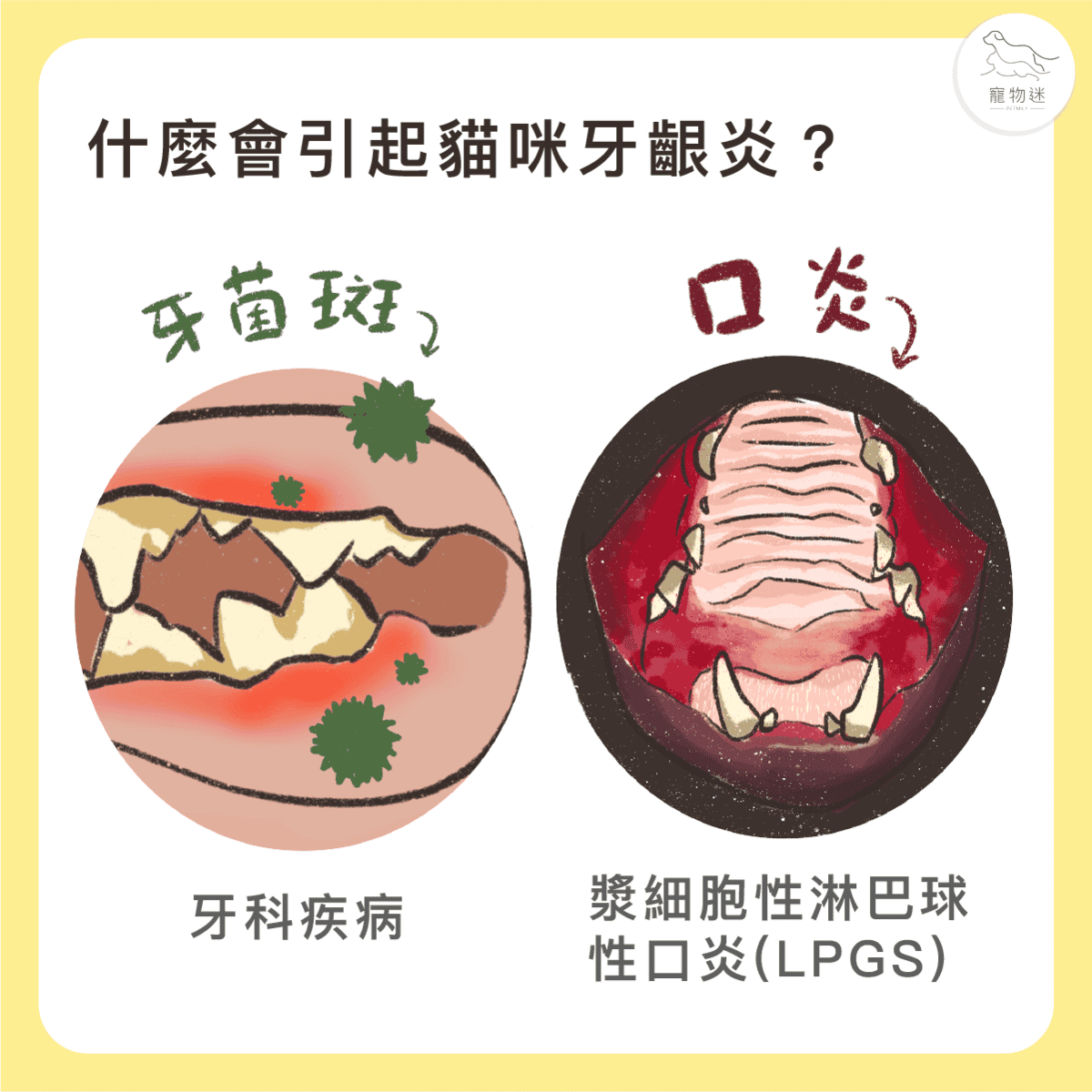 貓咪牙齦炎6大症狀＋5招日常預防，遠離口臭與不適！