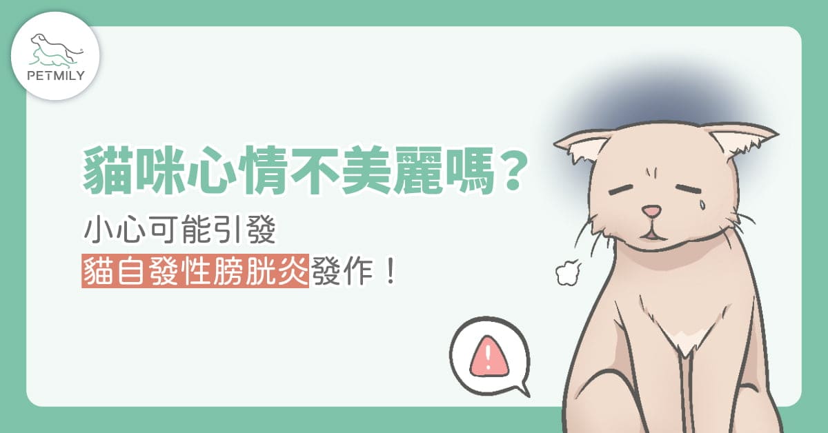 貓咪總亂尿尿？可能與「貓壓力型泌尿問題」有關！5大原因＋照護重點一次看懂！
