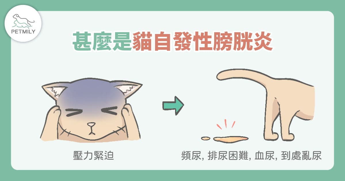 貓咪總亂尿尿？可能與「貓壓力型泌尿問題」有關！5大原因＋照護重點一次看懂！
