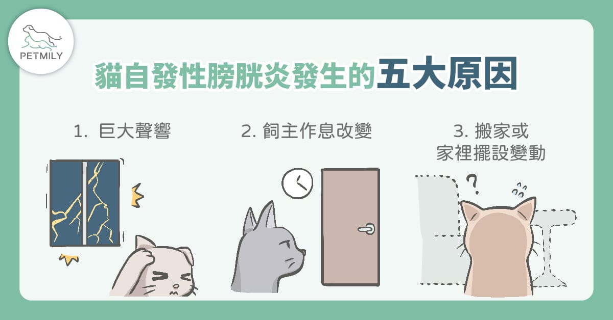 貓咪總亂尿尿？可能與「貓壓力型泌尿問題」有關！5大原因＋照護重點一次看懂！