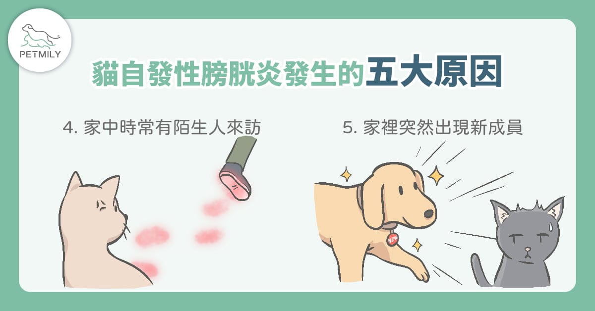 貓咪總亂尿尿？可能與「貓壓力型泌尿問題」有關！5大原因＋照護重點一次看懂！