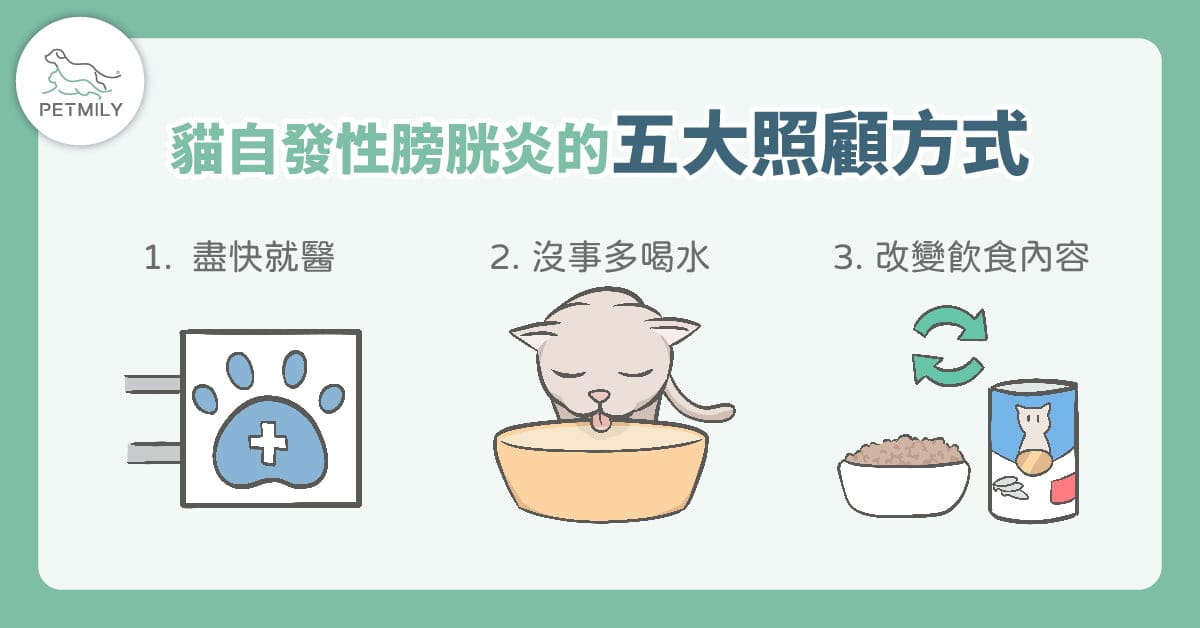 貓咪總亂尿尿？可能與「貓壓力型泌尿問題」有關！5大原因＋照護重點一次看懂！
