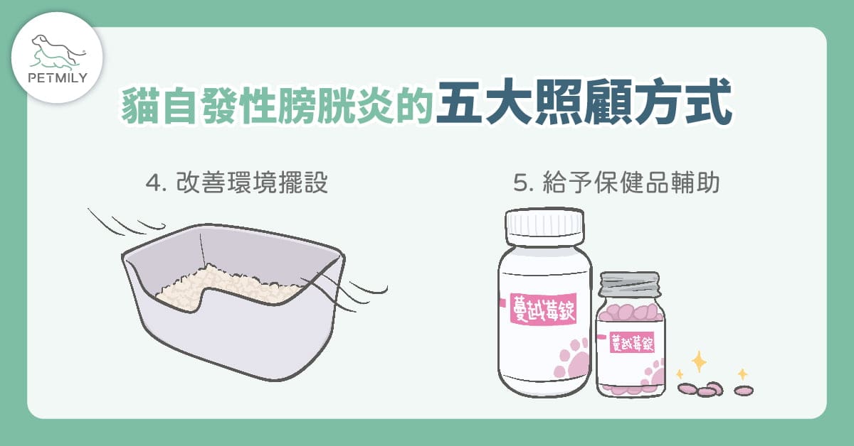 貓咪總亂尿尿？可能與「貓壓力型泌尿問題」有關！5大原因＋照護重點一次看懂！