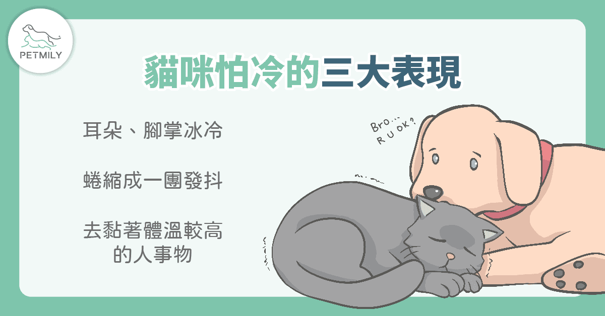 貓咪怕冷嗎？4大冬日保暖攻略一次看透透！