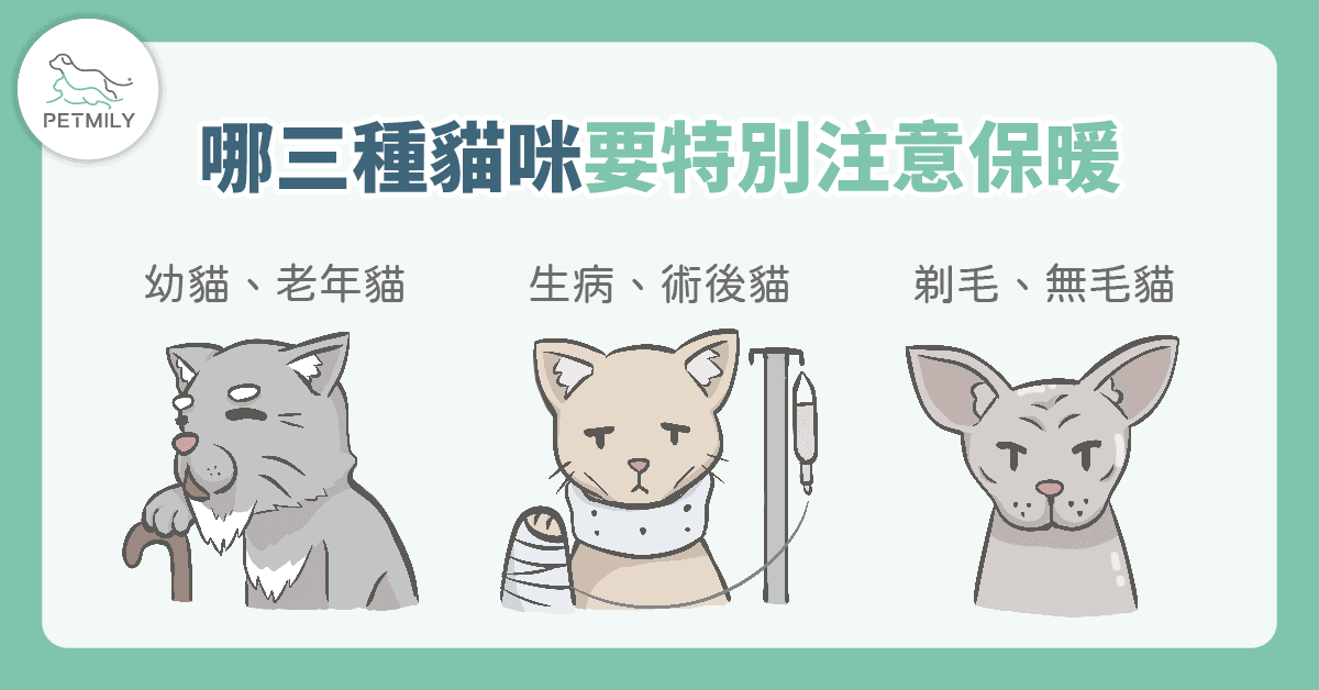 貓咪怕冷嗎？4大冬日保暖攻略一次看透透！