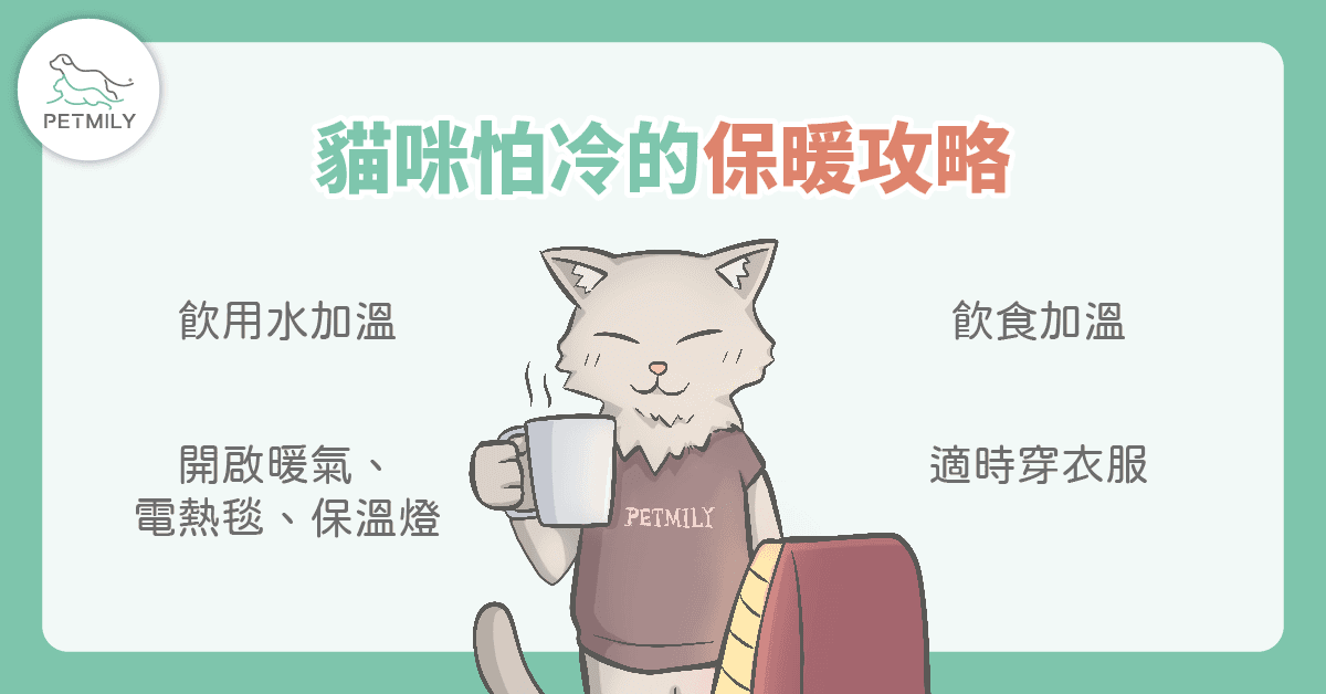 貓咪怕冷嗎？4大冬日保暖攻略一次看透透！