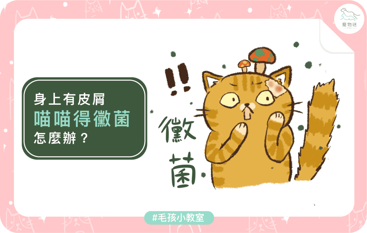 貓咪黴菌感染怎麼辦？3大照護重點＋5招預防方法一次看懂！
