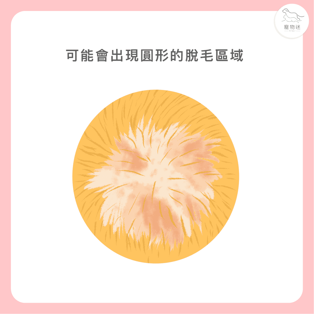 貓咪黴菌感染怎麼辦?3大照護重點+5招預防方法一次看懂! 2 貓咪黴菌感染怎麼辦?3大照護重點+5招預防方法一次看懂!