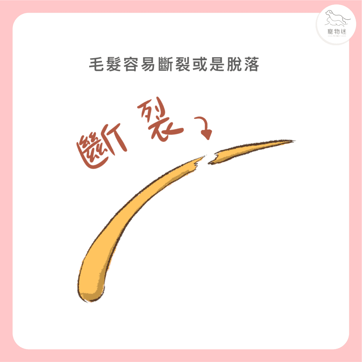 貓咪黴菌感染怎麼辦?3大照護重點+5招預防方法一次看懂! 3 貓咪黴菌感染怎麼辦?3大照護重點+5招預防方法一次看懂!