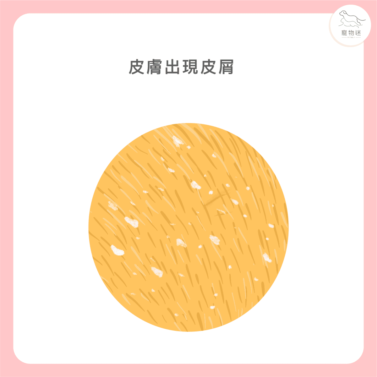 貓咪黴菌感染怎麼辦?3大照護重點+5招預防方法一次看懂! 4 貓咪黴菌感染怎麼辦?3大照護重點+5招預防方法一次看懂!