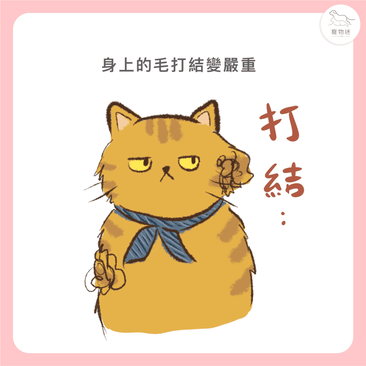 貓咪黴菌感染怎麼辦?3大照護重點+5招預防方法一次看懂! 5 貓咪黴菌感染怎麼辦?3大照護重點+5招預防方法一次看懂!